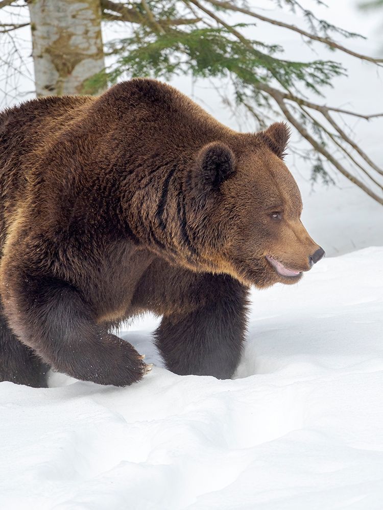 Eurasian brown bear in deep snow-During winter in National Park Bavarian Forest Germany-Bavaria